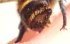 Osmia caerulescens
